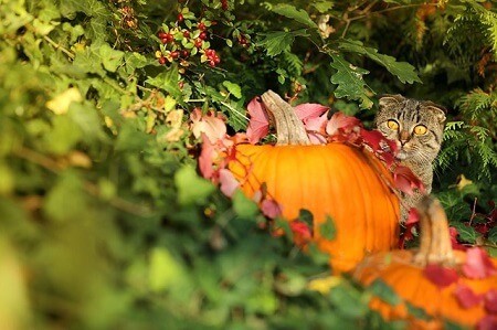 Can Cats Eat Raw Pumpkin
