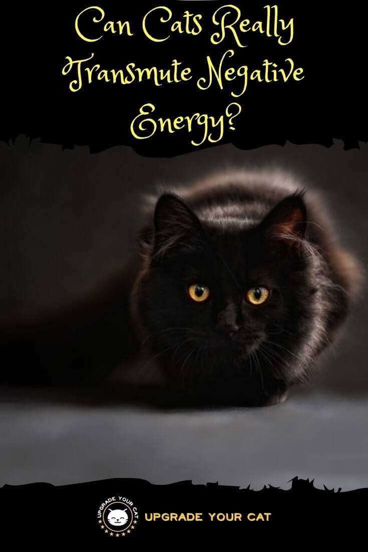 Can Cats Transmute Negative Energy