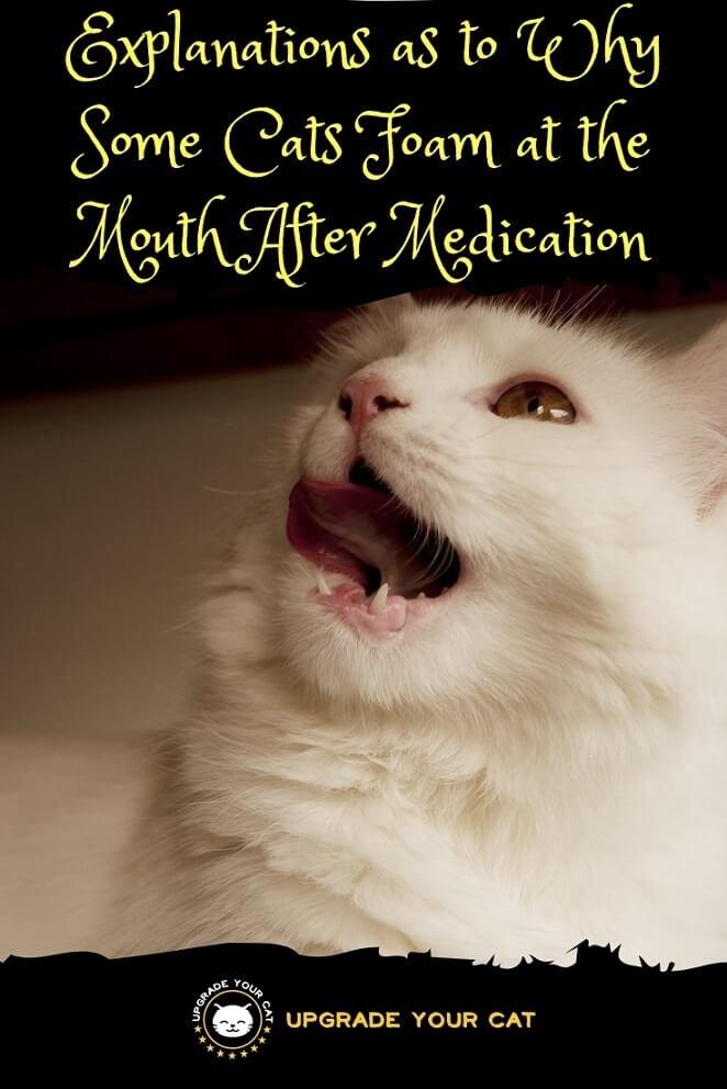 Cat Foaming at the Mouth After Medication