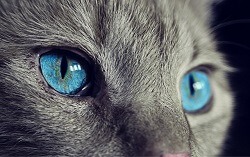 Cat Senses Exceptional Eyesight