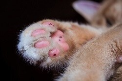 Cat Senses Highly Sensitive Touch