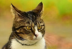 Cat Senses Highly Tuned Hearing