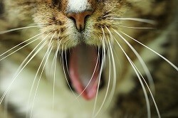 Cat Senses Interesting Sense of Taste