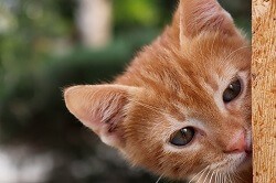 Cat Senses Sixth Sense - Intuitive Awareness