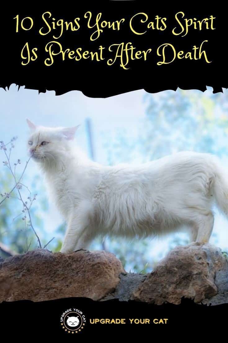 Cat Spirit After Death