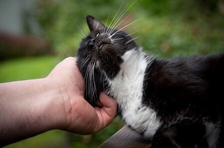 Does Petting a Cat Relieve Stress