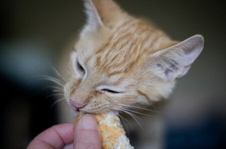 Food Is Definitely the Way to the Heart of a Cat