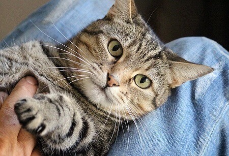 How to Connect with Your Cat on a Deeper Level