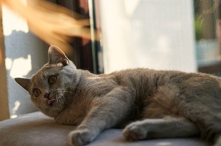 How to Give a Cat Liquid Medication