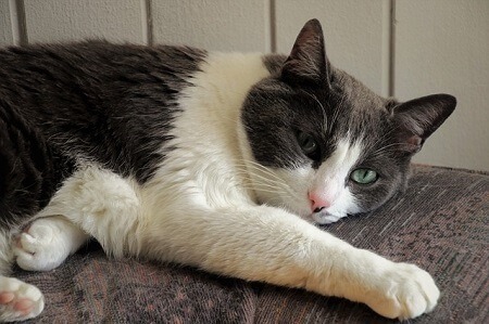 Is It Safe to Give a Cat an Enema