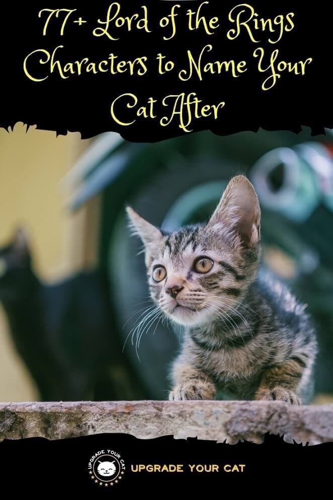 Lord of the Rings Cat Names Characters