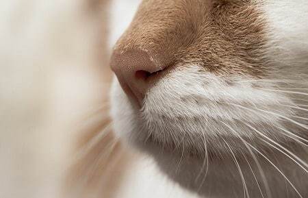 Signs Your Air Freshener Is Toxic to Your Pets