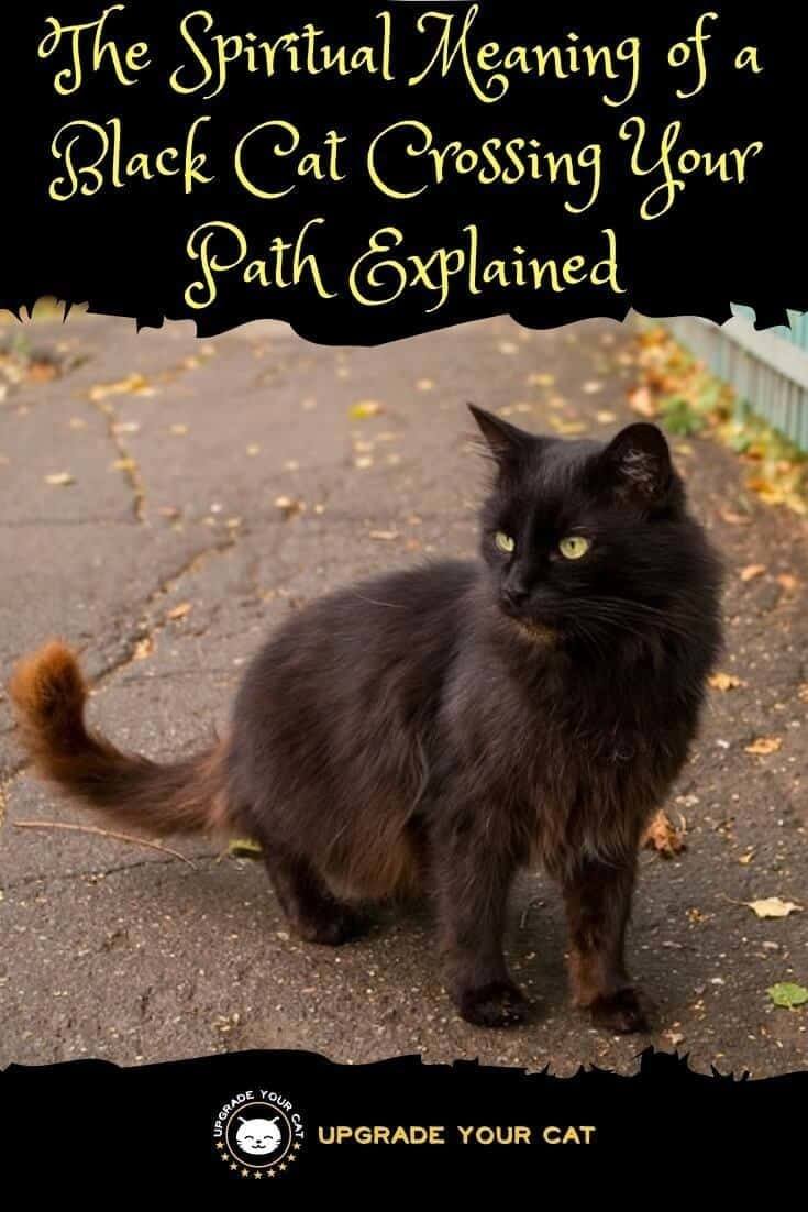 Spiritual Meaning of Black Cat Crossing Your Path Good or Bad Luck