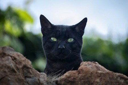 Spiritual Meaning of Black Cat Crossing Your Path