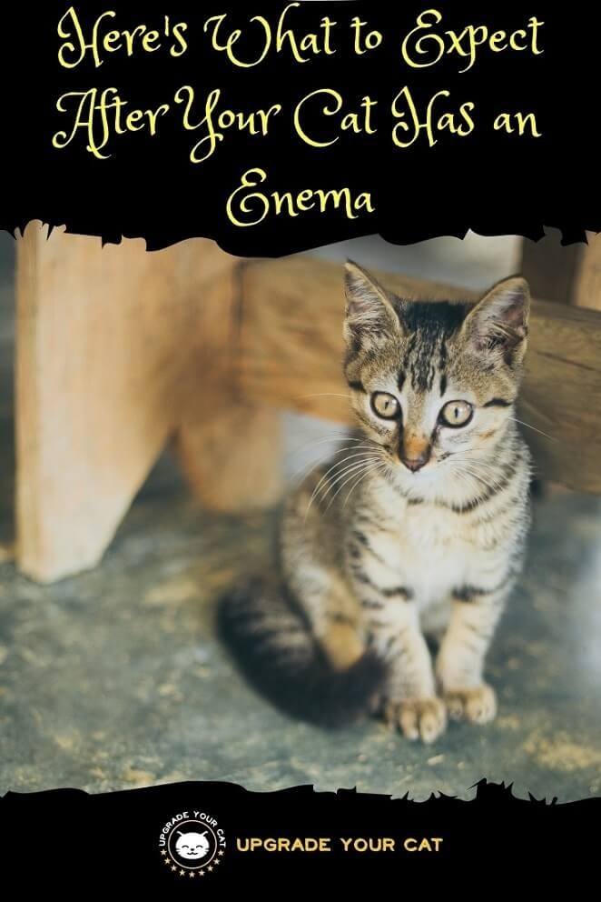 What to Expect After Cat Enema