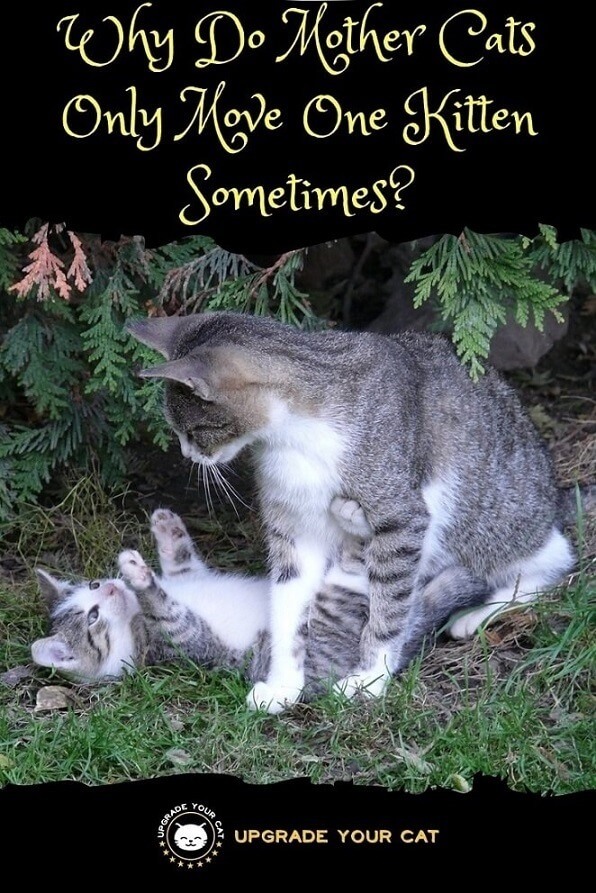 Why Does Mother Cat Move Only One Kitten