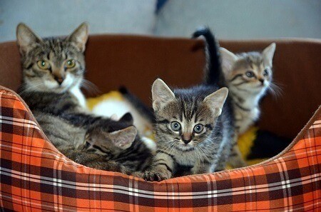 Why Does Mother Cat Separate One Kitten from the Others
