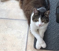 Yingers one of the cats at upgradeyourcat 200