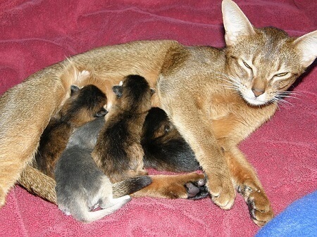 cat mother moving her kittens often