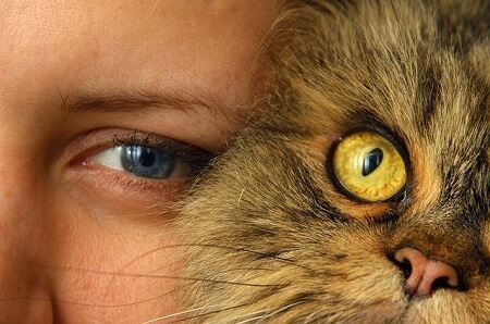how to communicate with cats spirit after death
