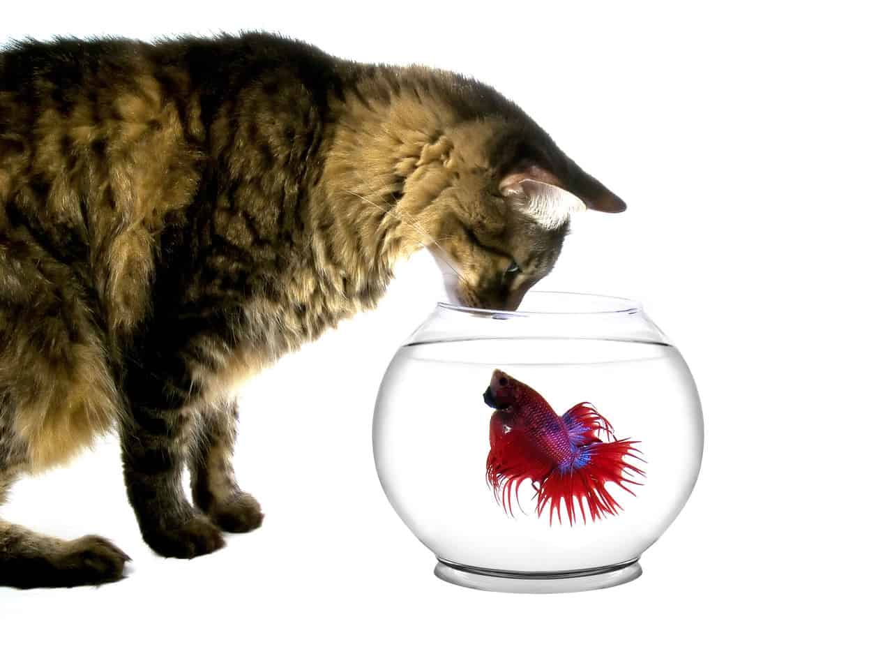 will my cat eat my betta fish