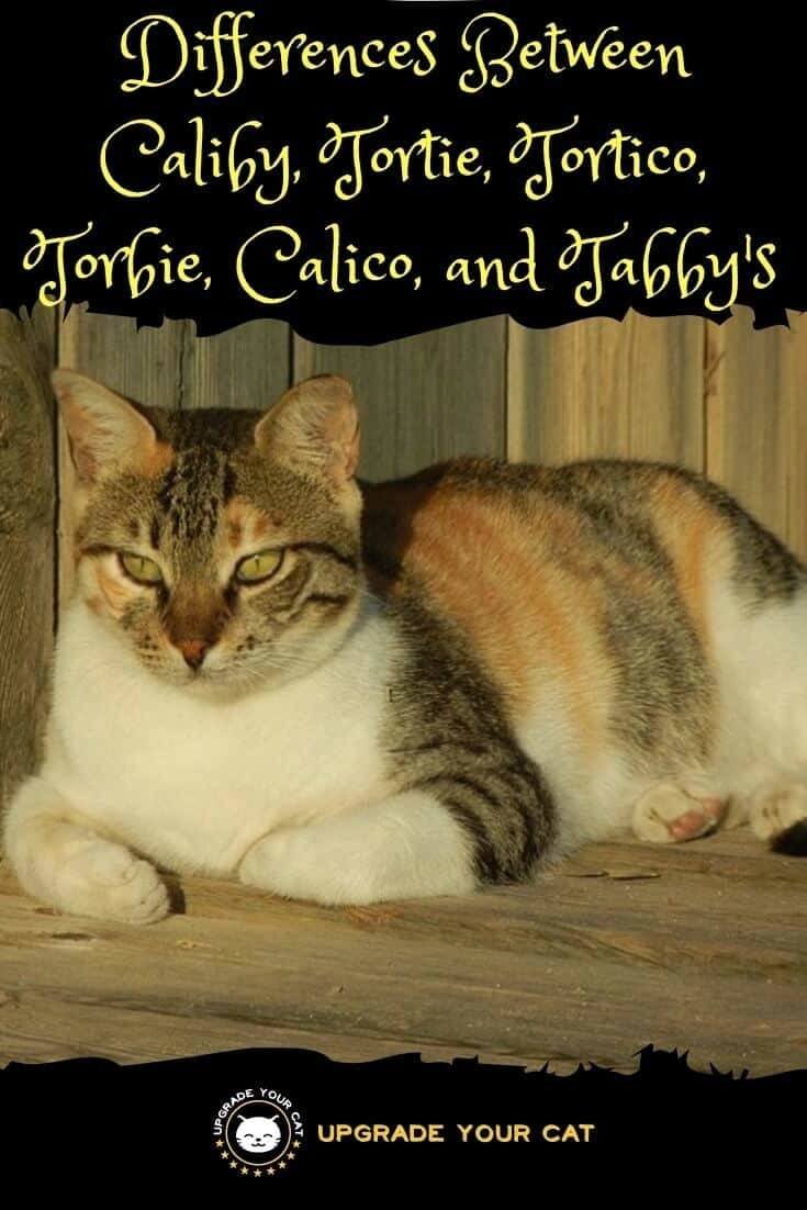Caliby Cats, Calico, Tortoiseshell, Tortie, Tortico & Torbie Differences