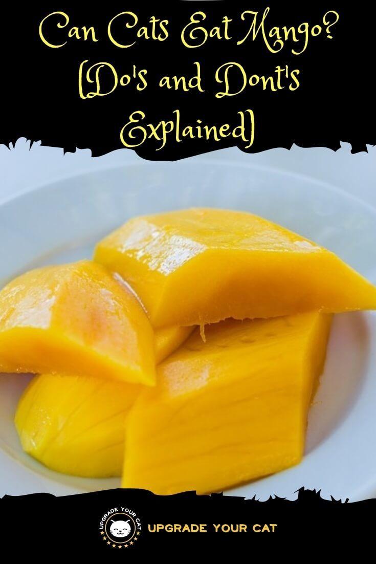 Can Cats Eat Mango