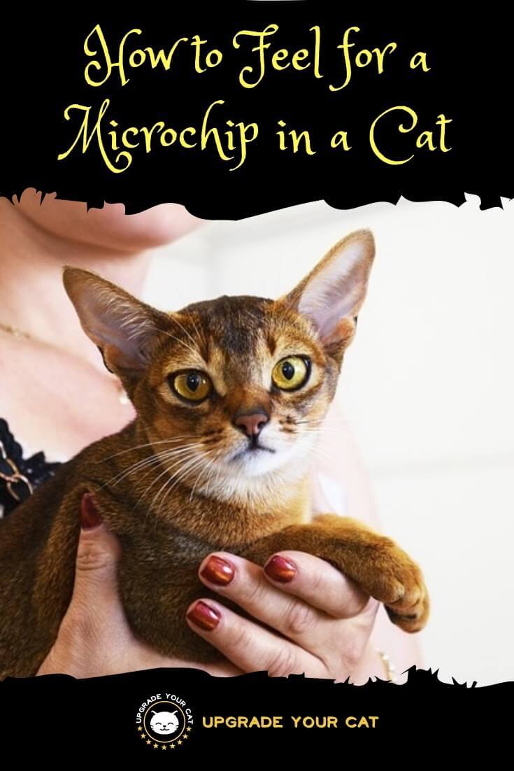Can You Feel a Microchip in a Cat