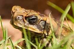 Cane Toads Poisonous to Cats