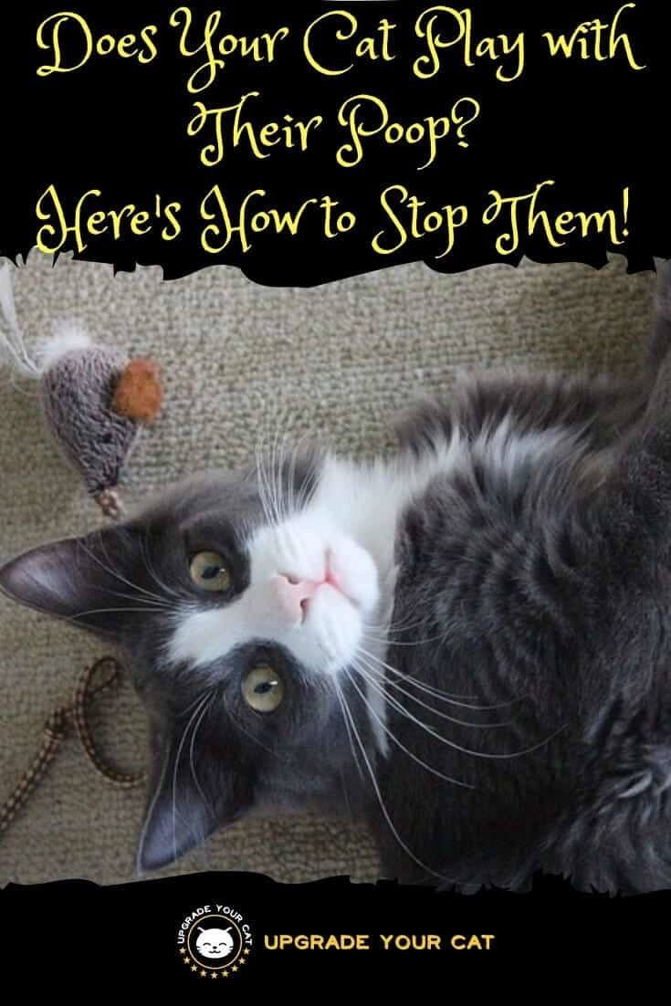 Cat Plays with Poop