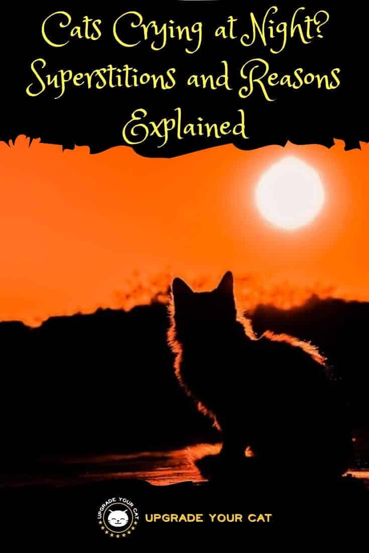 Cats Crying at Night Superstition