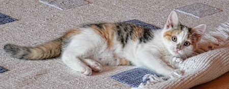 Cheese-Inspired Names for Female Cats