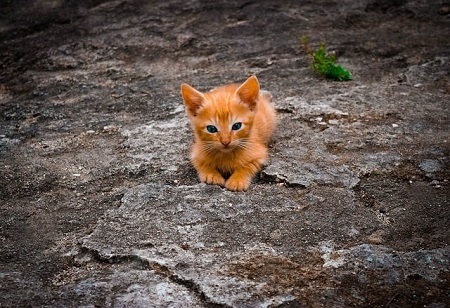 Cheese-Inspired Names for Male Cats