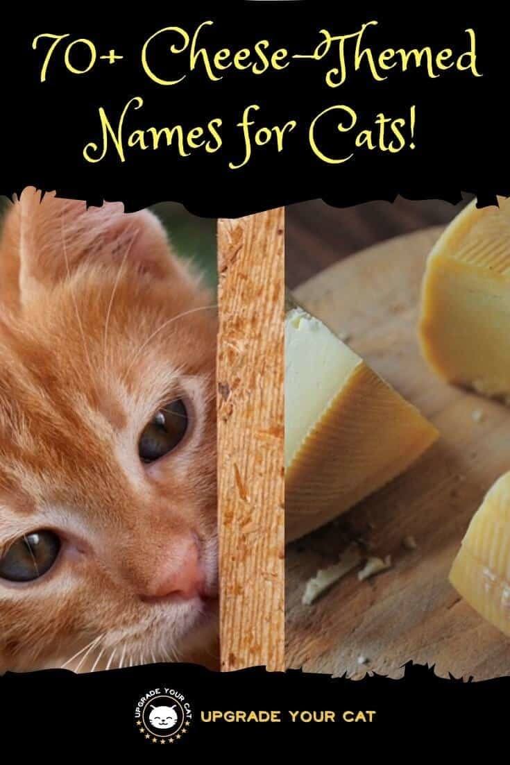 Cheese Names for Cats