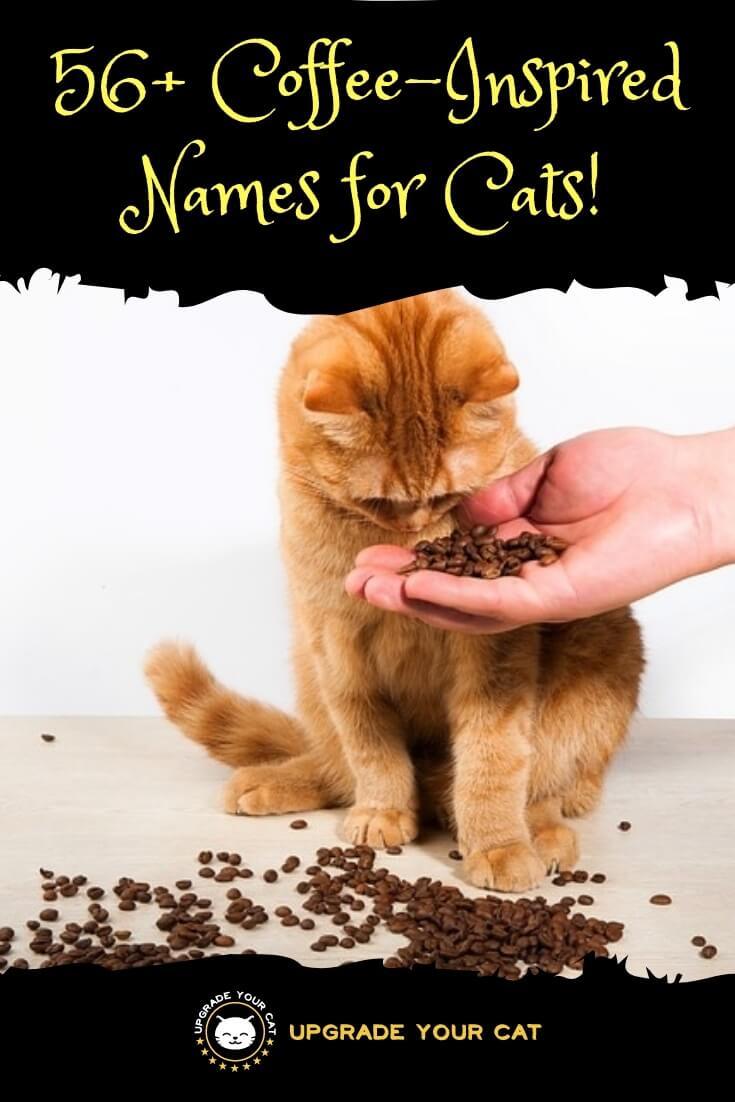 Coffee Names for Cats