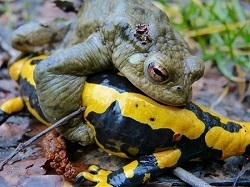 Colorado River Toads Poisonous to Cats