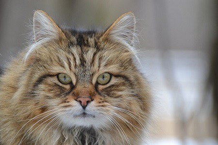 Different Types of Hair (Or Fur) on Cats
