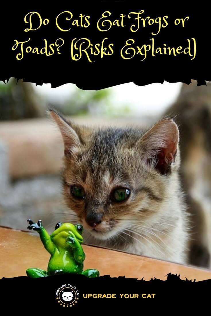 Do Cats Eat Frogs or Toads