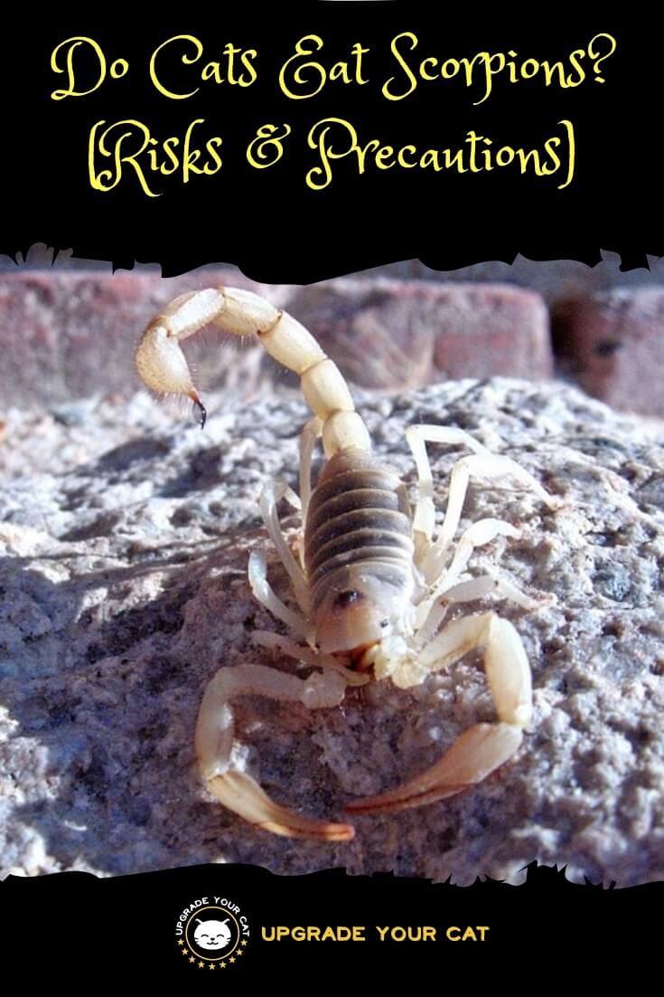 Do Cats Eat Scorpions