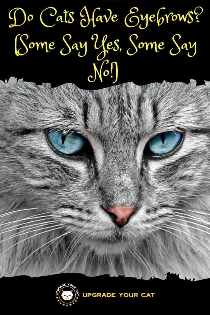 Do Cats Have Eyebrows