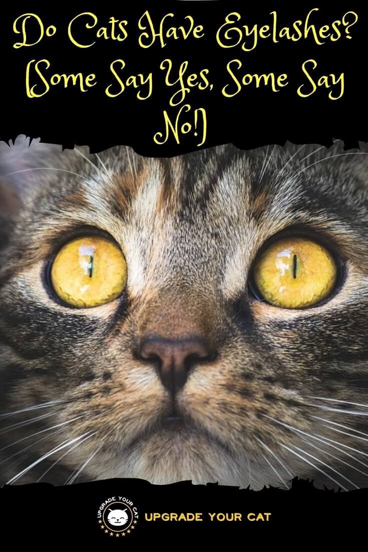 Do Cats Have Eyelashes