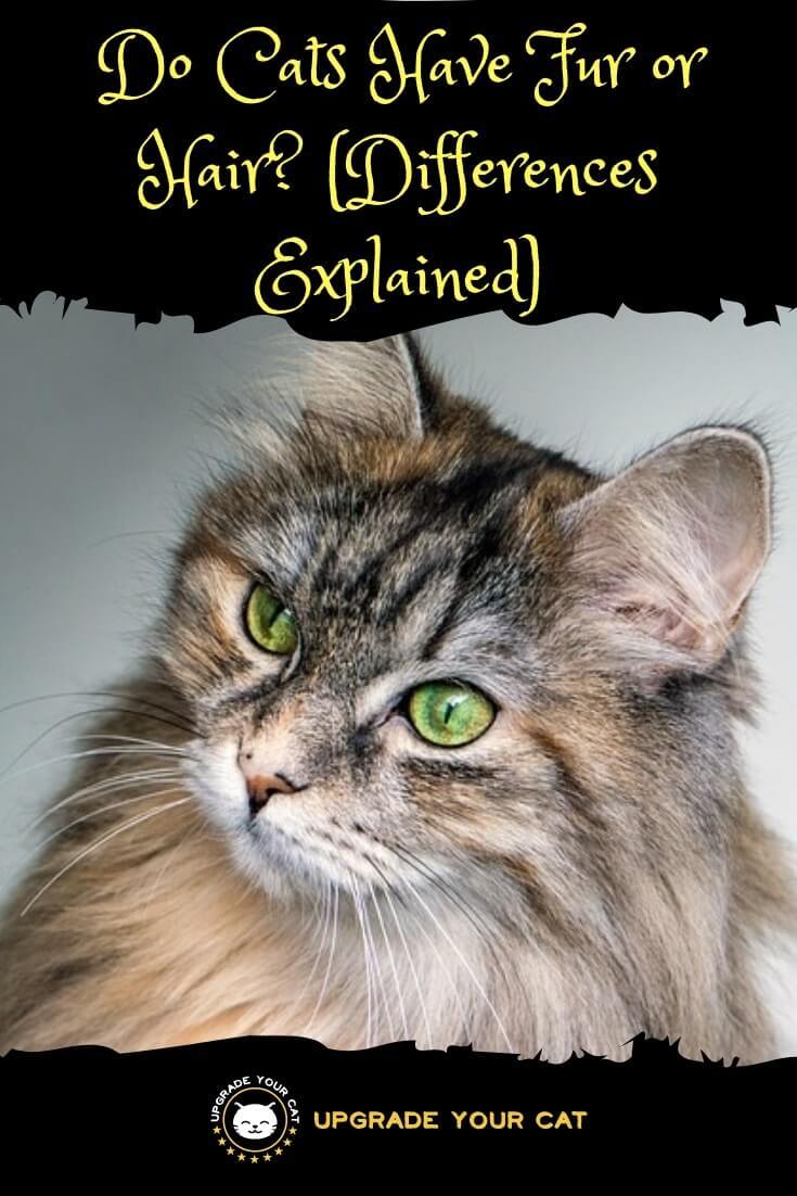 Do Cats Have Hair or Fur