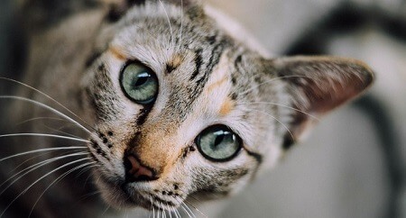 Do Cats Need Eyebrows