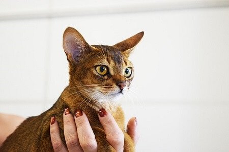 How to Tell If a Cat Is Microchipped
