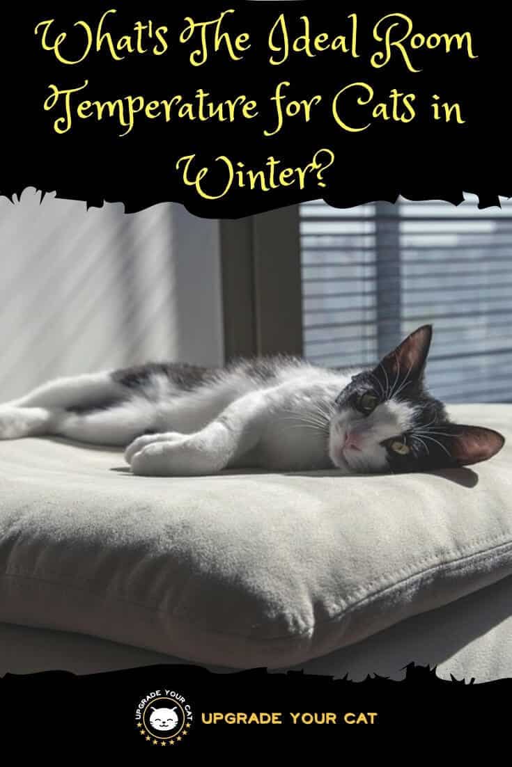 Ideal Room Temperature for Cats in Winter