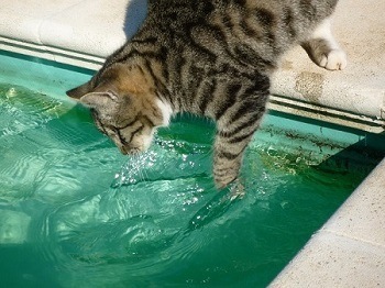 Is Chlorine Harmful to Cats