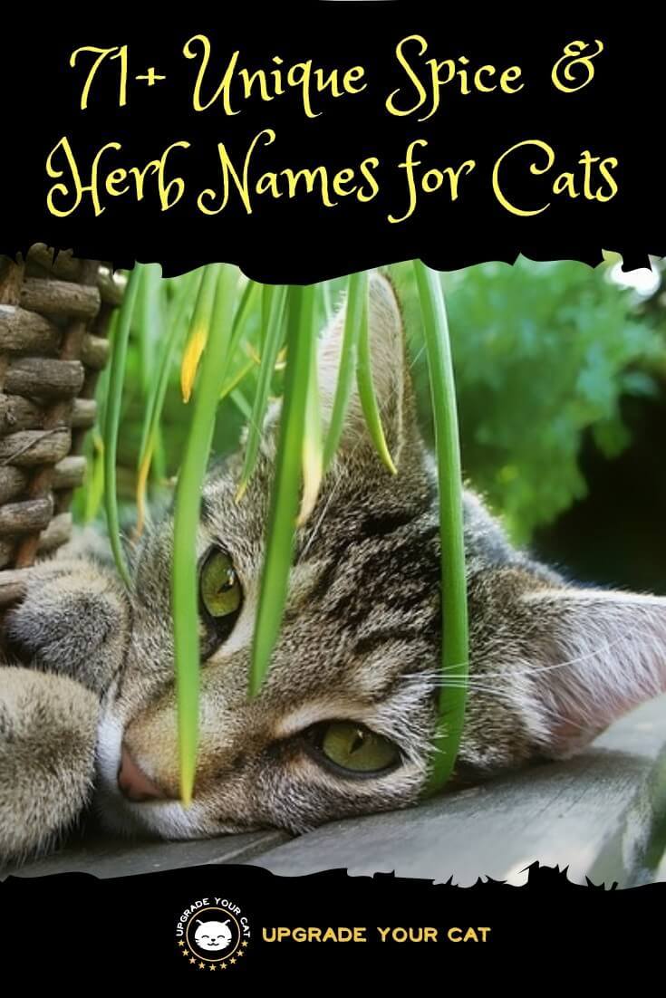 Spice and Herb Cat Names