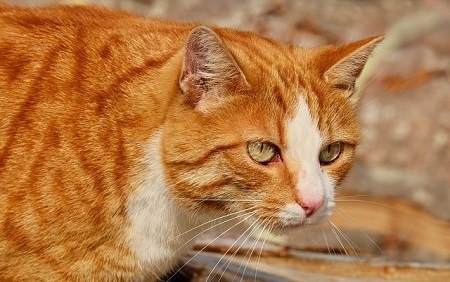 Tabby Cat Colors and Markings