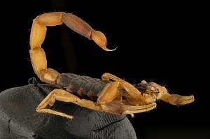 The Arizona Bark Scorpion is Poisonous to Cats