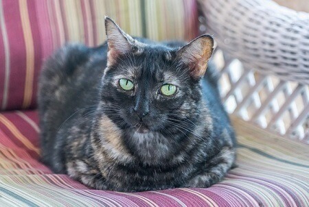 Tortoiseshell Torties Cats Markings and Colors